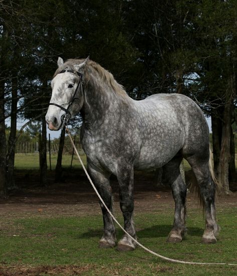 Percheron Horse | Cute And Funny Horse | #horse #cuteandfunnyhorse #warhorse #horseriding #horseracing #horsebreeds #horseimages #horseforsale #horseshoe #horserider #horserace #horsepics #horsenames Perchons Horse, Percheron Horse, Horse Cute, Percheron Horses, Stallion Horses, Pony Breeds, Beautiful Horse Pictures, Draft Horse, Big Horses