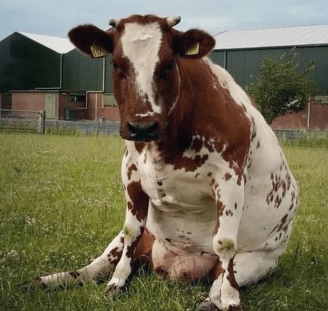 Cows Sitting Like Dogs Is Somewhere Between Weird And Adorable - I Can Has Cheezburger? Cows Sitting, Dating Ring, Fat Cow, Fat Animals, Tattoo Nature, Fluffy Cows, Cow Pictures, Farm Cow, Arte Cyberpunk