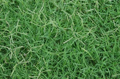 Everyone wants a great lawn, but it's tough to even know where to start. Here's a short and jargon free to which grass types in Austin are best. Sod Grass, Sod Installation, Bermuda Grass, Grass Painting, Growing Grass, Types Of Grass, Grass Type, Sandy Soil, Liver Detox