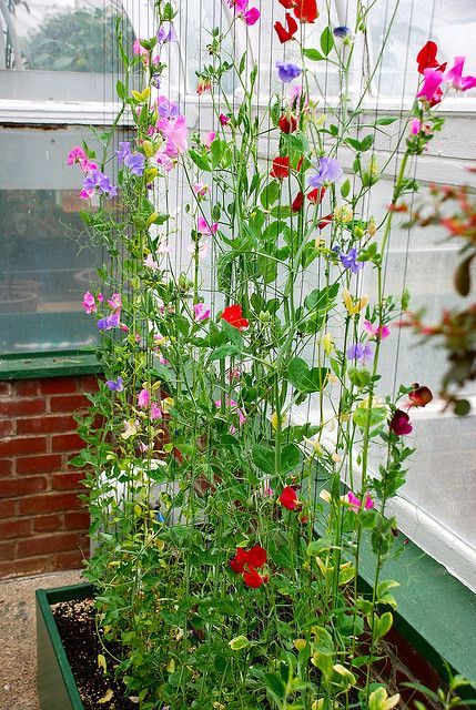 Climbing sweet pea | Flickr - Photo Sharing! Pinterest Garden, Sweet Pea Flowers, Garden Vines, Garden Idea, Longwood Gardens, Pea Flower, Sweet Peas, Climbing Plants, Garden Cottage