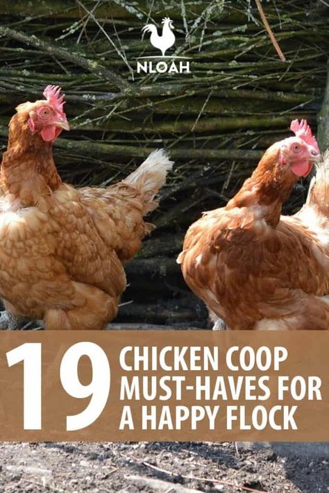 Happy Chickens, Chicken Raising, Chicken Supplies, Chicken Pen, Chicken Keeping, Chicken Coop Run, Chicken Ideas, Chicken Life, Raising Backyard Chickens