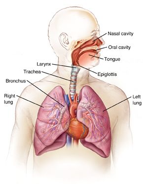 heart and lungs Heart And Lungs Anatomy, Respiratory System Anatomy, Surg Tech, Cpc Exam, Pulmonary Function Test, Human Respiratory System, Academic Books, Ap Portfolio, Lung Anatomy