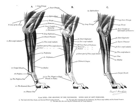 Greyhound Anatomy - Inner Side and Left Fore Limb Greyhound Anatomy, Hand Art Drawing, A Fire, Greyhound, Clean Up, High Quality Images, Anatomy, How To Draw Hands, Illustrations