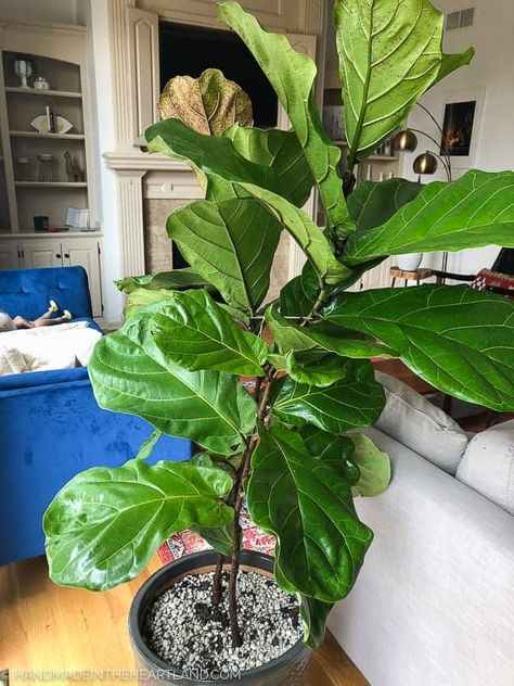 Fig Leaf Tree, Fig Tree Plant, Fiddle Fig Tree, Fiddle Leaf Fig Care, Fiddle Tree, Fiddle Leaf Tree, Fig Trees, Growing Fruit Trees, Fig Plant