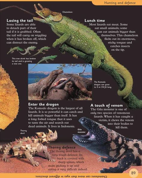 Reptile Anatomy, Enter The Dragon, Komodo Dragon, Eat Meat, Animal Facts, Komodo, Amphibians, Small Pets, Reptiles