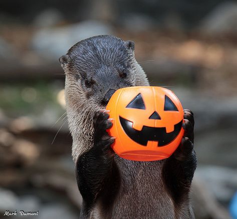 Fall Family Fun, Otters Cute, Otter Love, River Otter, London Zoo, Sea Otter, Halloween Animals, Funny Animal Pictures, An Animal