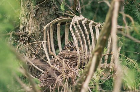 Grim Nest Biological Anthropology, Nest Building, Vulture Culture, Bone Art, Animal Bones, Forensic, A Deer, All Birds, Circle Of Life