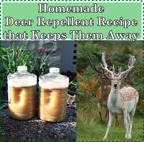 Diy Deer Repellent, Keep Deer Out Of Garden, Homemade Deer Repellant, Squirrel Repellent, Gardening Table, Deer Repellent, Repellent Diy, Deer Food, Deer Resistant Garden