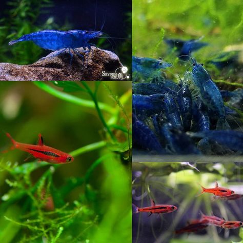 Blue Velvet Shrimp, Chilli Rasbora, Fish Tanks, Aquariums, Blue Velvet, Fish Tank, Fish Pet, Fish, Velvet