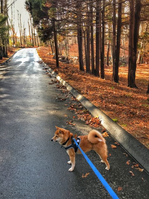 Shiba Inu Dog Aesthetic, Shiba Inu Puppy Aesthetic, Shiba Aesthetic, Shiba Inu Aesthetic, Innocent Eyes, Pet Bunny Rabbits, Shiba Inu Puppy, Shiba Inu Dog, Pet Bunny