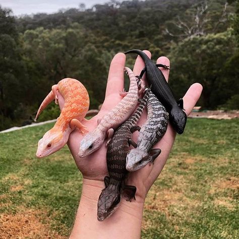 Check out these awesome skinks!  From left to right: albino white northern wildtype anery melanistic  Photo credit: @jurassicjungle18 . . . . . . . #skink #skinks #bluetongueskink #reptile #reptiles #animal #animals #beauty #beautiful #rainbow #black #white #orange #grey #lizard #lizards #australia #north #crazy #viral Snake Turtle, White Tongue, Bat Dog, Blue Tongue Skink, Pet Lizards, Brushing Your Teeth, Animal Conservation, Cute Reptiles, Reptile Snakes