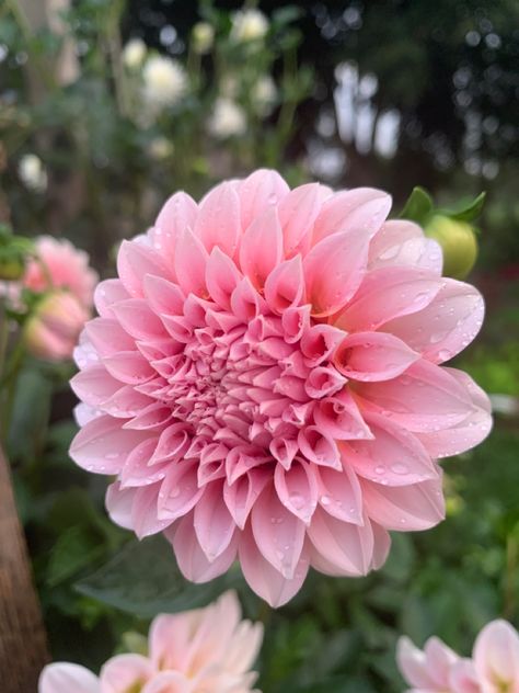 Lindas Baby Dahlia, Peaches And Cream Dahlia, Cream Dahlia, Peaches And Cream, Beautiful Flowers Garden, Peaches N Cream, Flowers Garden, Peaches, Dahlia