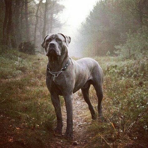 Go Jo, Cane Corso Mastiff, Cane Corsos, Cane Corso Dog, Corso Dog, Huge Dogs, Tibetan Mastiff, Nice Pic, Real Dog