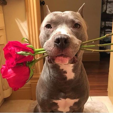 Cute Pitbulls, Pit Bull Love, Pitbull Puppies, Bully Breeds, Puppies Funny, American Pitbull Terrier, American Bully, Cute Dogs And Puppies, Pit Bulls