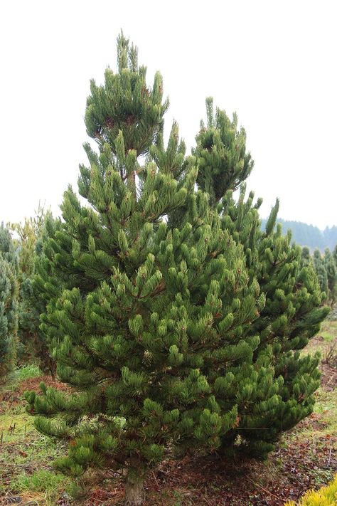 Pinus nigra 'Oregon Green' (2)r Town Scape, Pinyon Pine, Austrian Pine, Planting Design, Home On The Range, Plant Design, Yard Ideas, Front Garden, Bathroom Interior