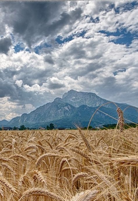 Mountain barley field John Barleycorn, Barley Field, Mountain Field, Editing Pics, Cloud Formations, Fields Of Gold, Writing Stuff, Field Of Dreams, Wheat Fields