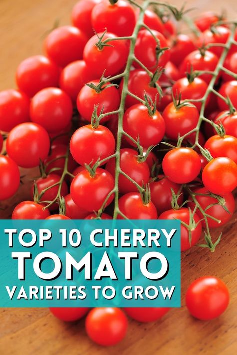 Cherry tomatoes are the most popular type of tomato grown for fresh eating. They're small, sweet and juicy with a thin skin that's easy to peel off after cooking or drying them out - so they're perfect for sauces too! Check out our top 10 cherry tomatoes below before you start planting your garden this year. Gardening Veggies, Growing Cherry Tomatoes, Types Of Cherries, Growing Tomato, Preserving Tomatoes, Best Herbs To Grow, Tomato Fertilizer, Cherry Tomato Plant, Fresh Eating