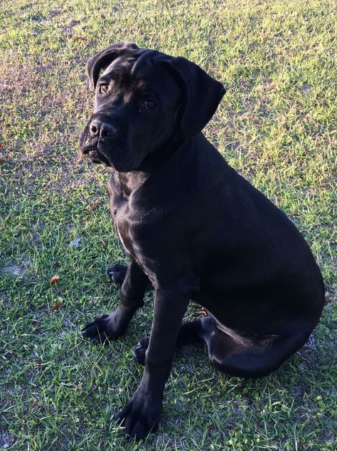 Cane Corso puppy with floppy ears Cane Corso With Ears, Black Cane Corso Puppy, Cane Corso Labrador, Cane Corso Uncropped Ears, Cane Corso Natural Ears, Cane Corso Floppy Ears, Black Cane Corso, Cane Corso Italian Mastiff, Cane Corso Puppies