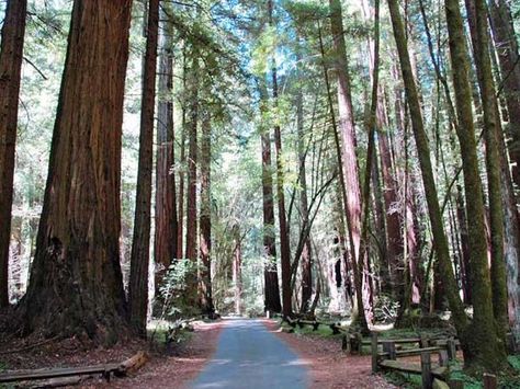 Sonoma County Itinerary for Nature Lovers Glamping California, Camping In Texas, Camping In Ohio, Napa Trip, Cali Trip, Russian River Valley, Anna Banana, Russian River, Bodega Bay