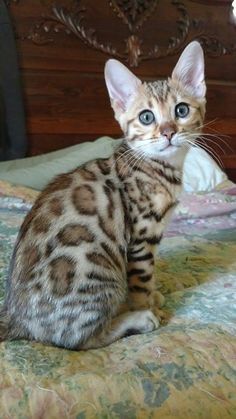 Anime Cat Art, White Bengal Cat, Aesthetic Cat Drawing, Bengal Cat Kitten, Most Popular Cat Breeds, Asian Leopard Cat, Popular Cat Breeds, Tattoo Animal, Ocicat