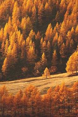 Fall forest fall forest forest autumn fall autumn pictures France Photos, Autumn Scenery, Autumn Beauty, Seasons Of The Year, Best Seasons, Autumn Aesthetic, Lombok, In The Woods, Beautiful World