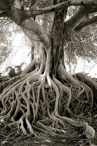 Tree Root Reference, Tree Roots Photography, Tree Roots Underground, Old Trees Aesthetic, Tree Roots Aesthetic, Old Trees Photography, Old Tree Aesthetic, Twisted Tree Drawing, Rooted Aesthetic