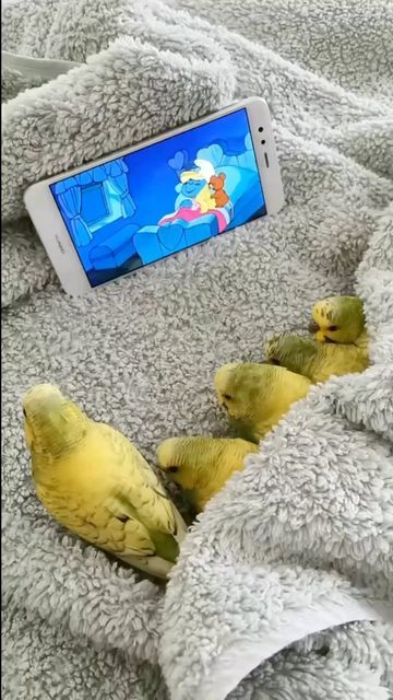 Baby Budgies, Budgies Parrot, Budgies Bird, Funny Birds, January 10, Silly Animals, Pet Hacks, Funny Comedy