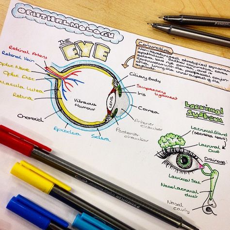 Anatomy is more fun in technicolour! 🖍✏️🖌 It's been great fun looking back through all my old notes! So happy to now be able to share them… Eye Anatomy Notes, Anatomy Notes, Medical Notes, Eye Anatomy, Medicine Notes, Medical Student Study, Medical School Studying, Nursing School Notes, School Organization Notes