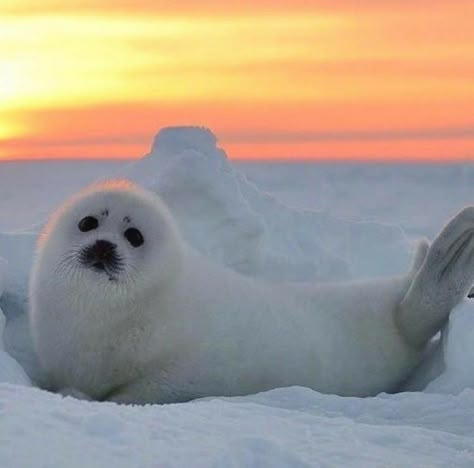 Funny Seal, Wilderness Animals, Image Illusion, Baby Harp Seal, Image Zen, White Seal, Cute Seals, Seal Pup, Baby Seal