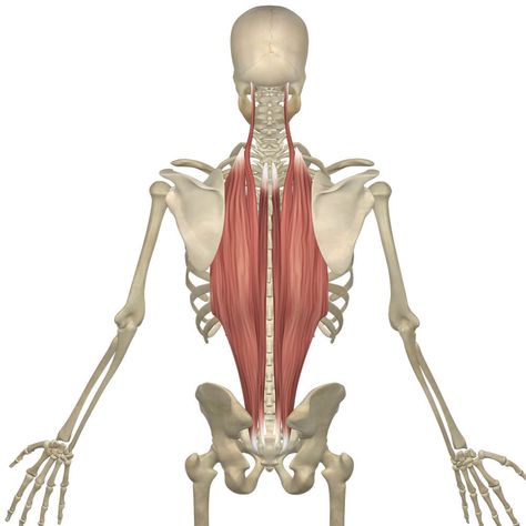 Yoga Anatomy Core Anatomy, Pilates Anatomy, Body Reading, Workout Routine For Beginners, General Anatomy, Erector Spinae, Yoga Muscles, Sore Body, Beginner Pilates