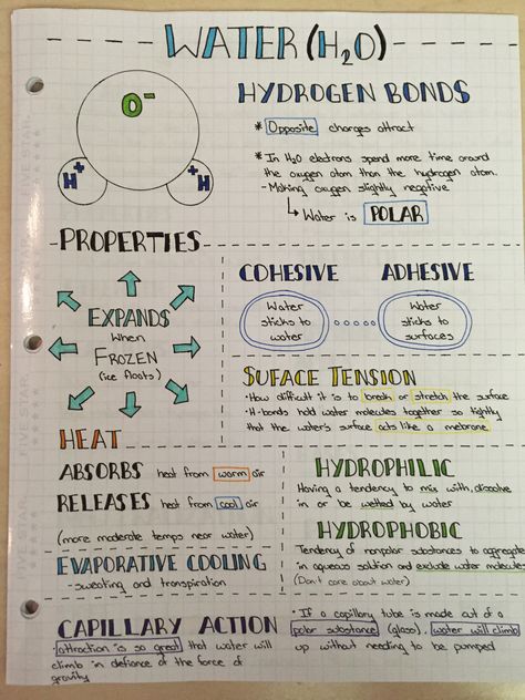 Biology, content & doodles - Water (H2O) Properties Biology Notes Properties Of Water, Ap Biology Unit 1 Notes, Aesthetic Notes For Biology, Biology Water Notes, Water Cycle Notes, Properties Of Water Notes, Ap Bio Notes Aesthetic, Science Doodles Biology, Ap Biology Notes Aesthetic