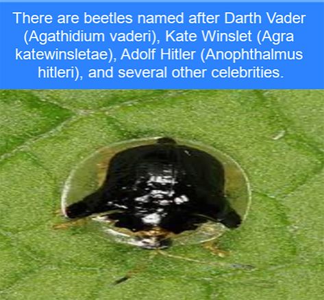 Strangely named beetles. Useless Facts, Interesting Insects, Ancient Greek Philosophers, Facts Funny, Animal Humor, Instant Film Camera, Fascinating Facts, Random Facts, Celebrities Humor