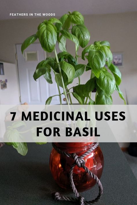 Basil Tea Benefits Recipe, Poultice Recipes, Ways To Use Basil, Basil Uses, Uses For Basil, Herbalist Recipes, Benefits Of Basil, Basil Health Benefits, Herbal Remedies Recipes