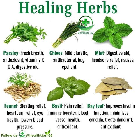 Healthy Herbs - Health Tips on Instagram: “Drop ❤ if you want more posts like this 🌱Interested in home and natural remedies? Find the MOST EFFECTIVE natural remedies, herbal teas,…” Benefits Of Herbs, Medical Herbs, Food Health Benefits, Healthy Herbs, Herbs Garden, Natural Antibiotics, Herbal Healing, Home Health Remedies, Herbs For Health