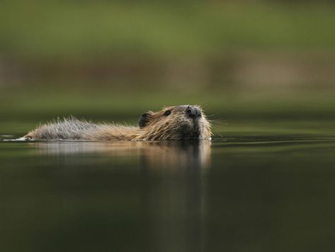 Beaver Swimming, Sea Animals Tattoo, Beaver Pictures, Beaver Drawing, Sea Wolves, Great Bear Rainforest, Prairie Dogs, Tattoo Nature, Animals Tattoo