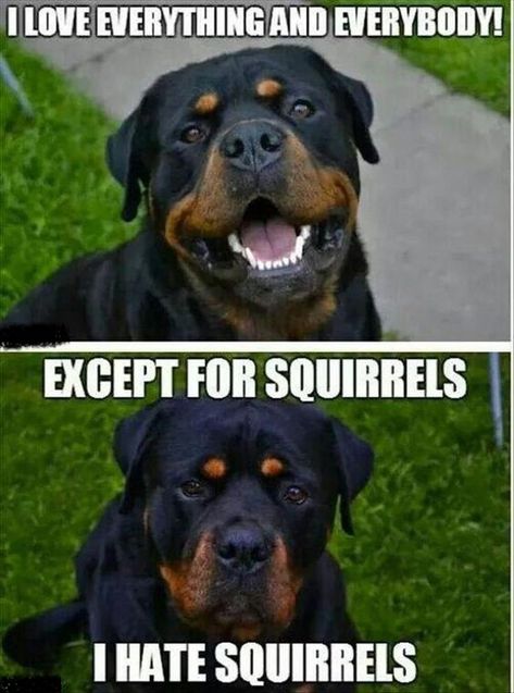 15 Funny Rottweiler Memes To Make Your Day! | PetPress American Bullies, Animal Funnies, Dog Humor, Rottweiler Love, Pictures Of Dogs, Funny Animal Quotes, Rottweiler Puppies, Rottweiler Dog, Animal Pics