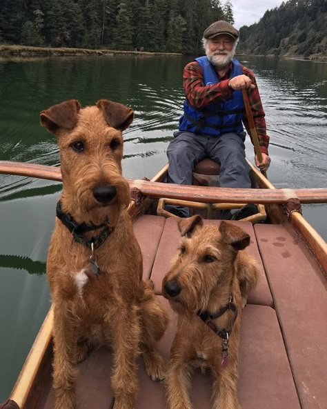 Irish on the River! Airedale Terrier Aesthetic, Irish Terrier Puppies, Irish Red Setter, Red Setter, Airedale Dogs, Lakeland Terrier, Irish Terrier, Airedale Terrier, Dog Agility