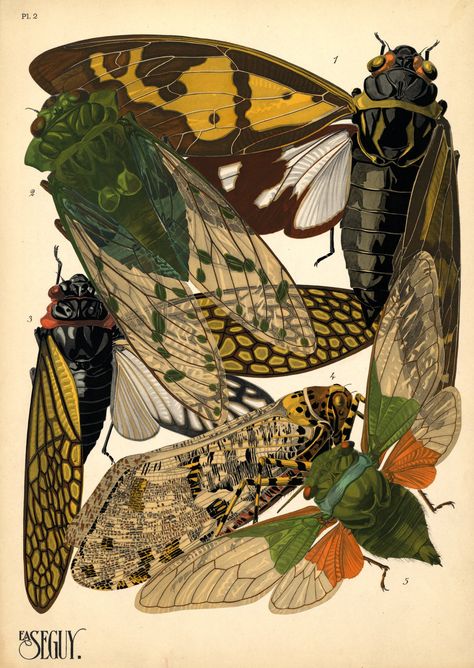 Vintage bugs 2 Art Mignon, Bug Art, Insect Art, Scientific Illustration, Arte Inspo, Art Et Illustration, Art And Illustration, The Wings, Pics Art