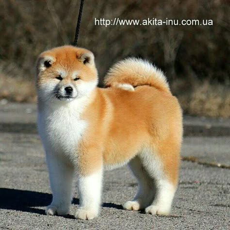 Akita Inu Puppy, Japanese Akita, Akita Puppies, Japanese Dogs, Akita Dog, Akita Inu, Shiba Inu Dog, Bear Dog, Shiba Inu