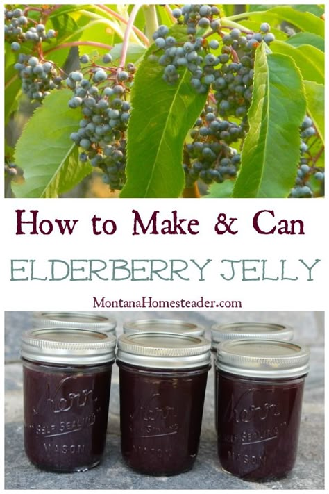 Elderberry Jelly Recipe, Elderberry Jelly, Elderberry Syrup Recipe, Homemade Elderberry, Elderberry Recipes, Jelly Sweet, Canning Jam, Canning Food Preservation, Canned Food Storage