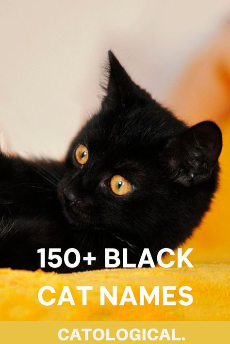 For centuries black cats and kittens have been the subject of infamous controversy. Many people associate them with bad luck, grim omens, and other unfortunate things. #CatNames #CatIdeas #CatNameIdeas #KittenNames #KittenNameIdeas #KittenIdeas Cat Names For Black Cats, Male Black Cat Names, Black Cats Funny, Names For Male Cats, Black Cat Names, Girl Cat Names, Large Cat Breeds, Nature Names, Kitten Names