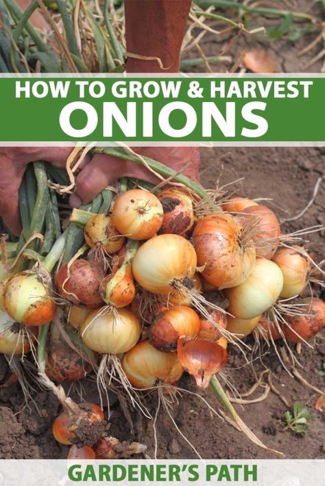 Preserve Onions, When To Harvest Onions, Harvest Onions, Gemüseanbau In Kübeln, Growing Onions, How To Braid, Planting Onions, Organic Vegetable Garden, Storage Tips