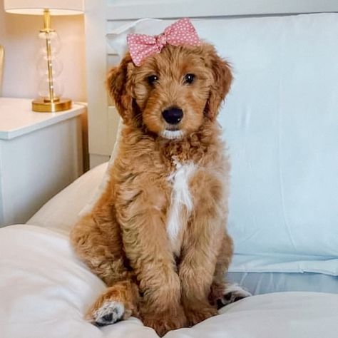 Millie is giving us all the heart eyes in her adorable hair bow! 🎀💖 Whether it’s playtime or posing, she knows how to steal the show! 🐾✨ Girl Dog, Dog Bandanas, She Knows, Dog Bows, Girl And Dog, Heart Eyes, Dog Bandana, Bandanas, Play Time