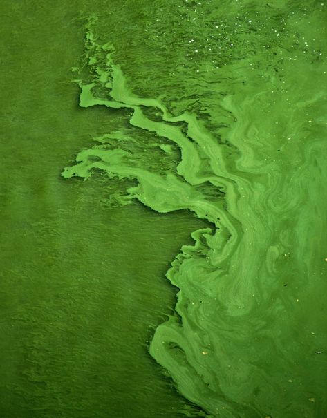 What Is Eutrophication and Why Should It Matter More | This is when lots of nutrients flow into a waterway, stimulating algae growth and using up oxygen. #ecogardens #environmentalstewardship #eutrophication #waterways #algaegrowth #oxygen Green Algae, Eco Friendly Kitchen, Surface Water, Eco Friendly House, Free Wallpaper, Green Living, Mother Earth, Fish Tank, Feng Shui