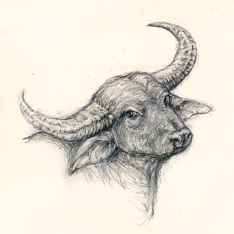 Pencil drawing of a water buffalo Buffalo Drawing Pencil, Buffalo Sketch Drawings, Water Buffalo Art, Water Buffalo Drawing, Water Buffalo Tattoo, Buffalo Drawing Easy, Drawing Buffalo, Buffalo Sketch, Buffalo Drawing