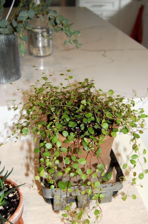 This links to a post from "The Indoor Garden" blog. The post has great info and care instructions so your Wire plant can live with you for years. Rustic Greenhouses, Wire Vine, Vining Plants, Wire Plant, Succulent Garden Diy, Inside Plants, Interior Plants, House Plant Care, Floral Garden