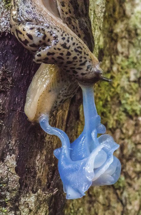 Leopard Slug, Biodiversity Project, Kingdom Animalia, Bio Art, Living Things, Zoology, Spirit Animal, Cat Art, Art History