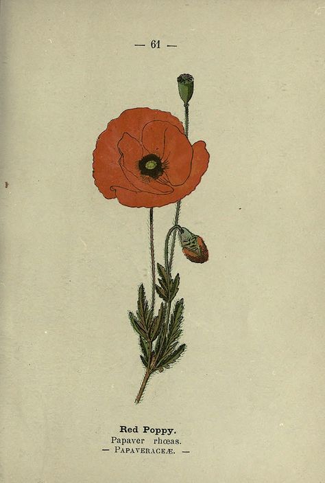 Poppy Flower Tattoo, British Wild Flowers, Poppy Drawing, Poppies Tattoo, Wild Poppies, Botanical Tattoo, Vintage Botanical Prints, Plant Illustration, Vintage Botanical