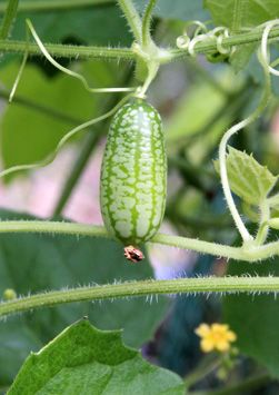 Master Gardener Program, Small Trellis, Small Yellow Flowers, Cucumber Seeds, Small Cucumber, Green Fruit, Master Gardener, Different Vegetables, Seed Company