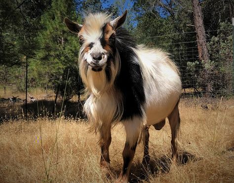 Placerville California, Goats For Sale, Goat Picture, German Shepherd Breeders, Goat Kidding, Dairy Goats, Baby Goats, Shepherd Puppies, German Shepherd Puppies